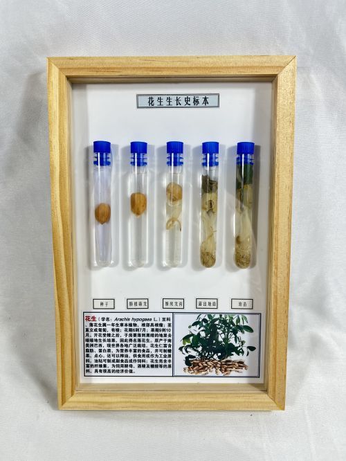花生生长史标本 植物生长史标本 教学科普用品 学生用品