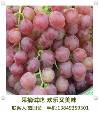 新乡葡萄批发基地