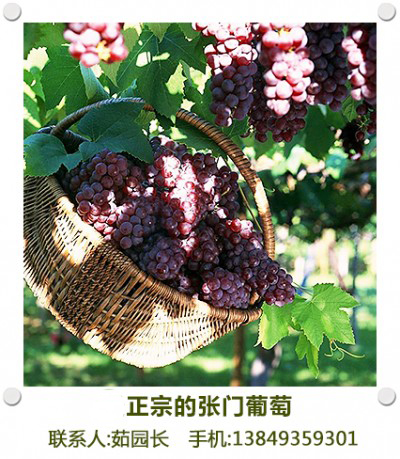南张门葡萄