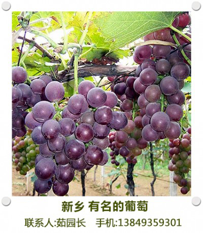 南张门葡萄