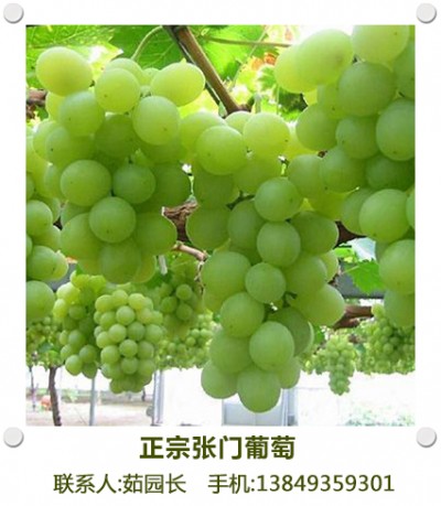 新乡葡萄