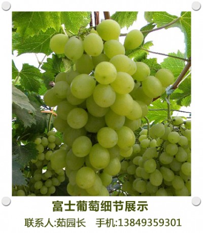 新乡葡萄园