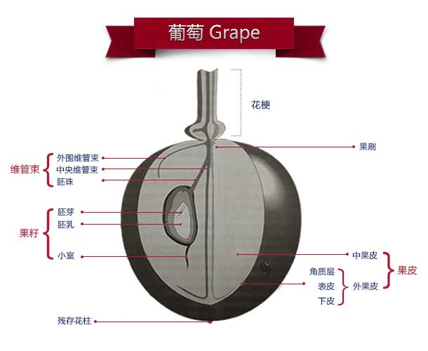 葡萄解剖图