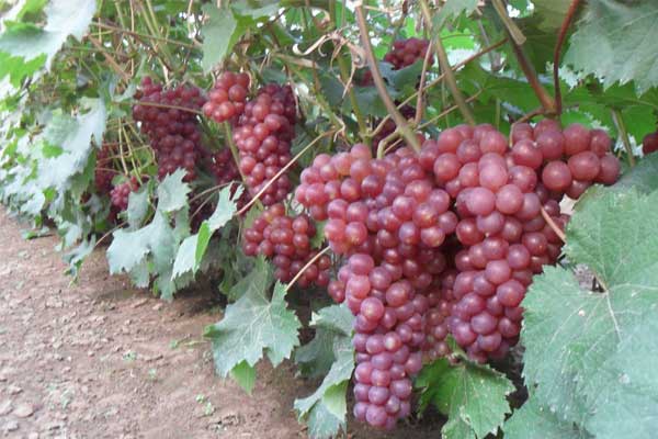 南张门葡萄园欢迎您