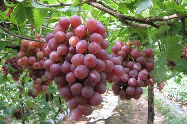 葡萄