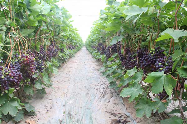 打造好的葡萄园有哪些要求