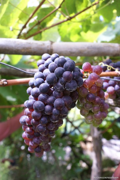 葡萄上有蜘蛛网还能吃么