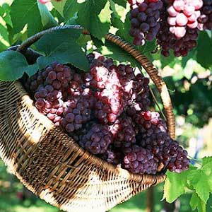 自酿葡萄酒失败的原因