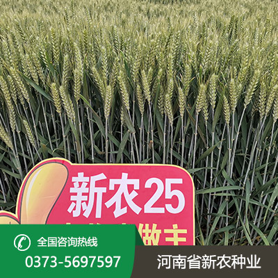 小麦种子