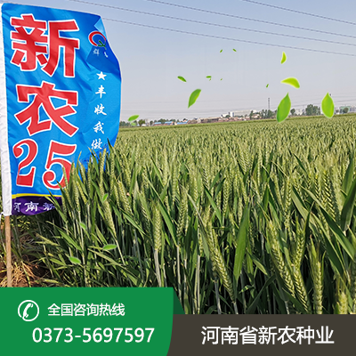 新农25小麦种.png