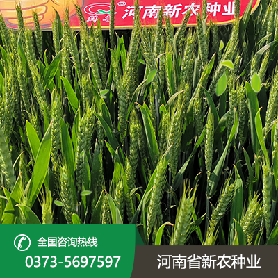 抗旱小麦种子.png