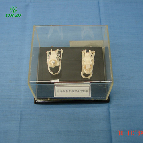 标本模型.jpg