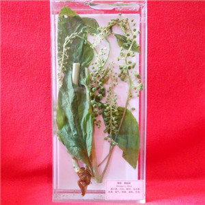 中草药浸制标本