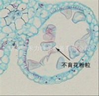 细胞生物学和遗传学切片