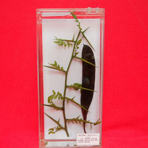 植物标本