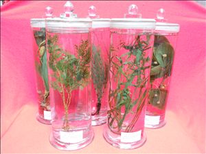 植物显微玻片标本