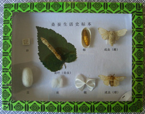 昆虫生活史标本