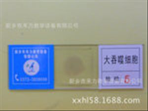 寄生虫玻片标本