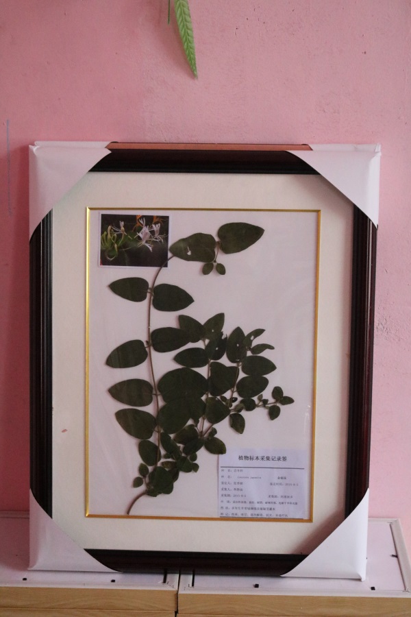 植物保色腊叶标本 金银花