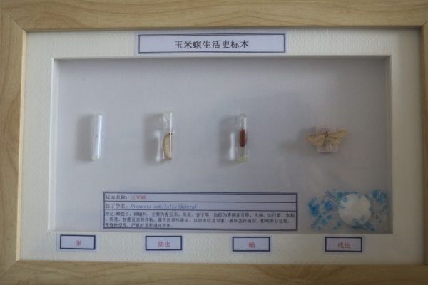 农作物害虫玉米螟生活史标本