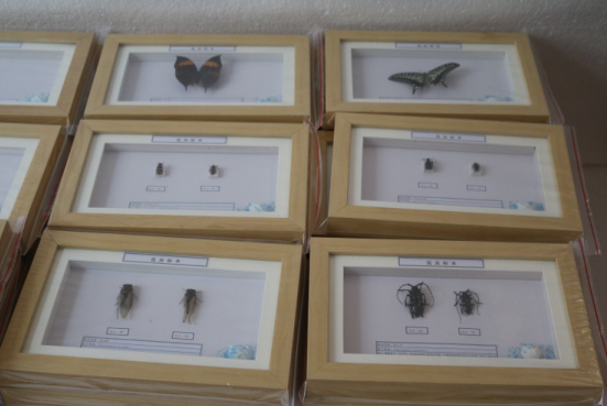 昆虫干制标本