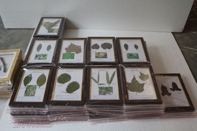 植物病害原色标本教学标本
