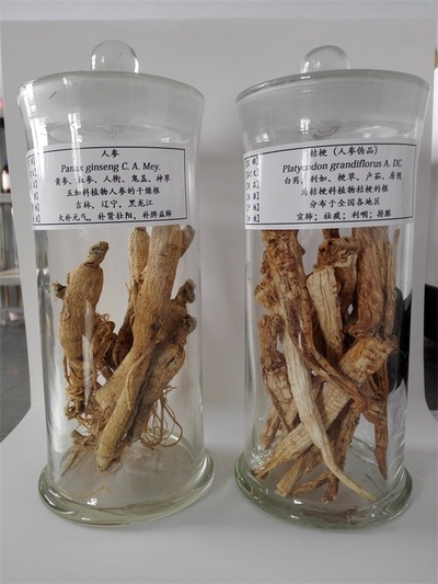 中药真伪品鉴定标本
