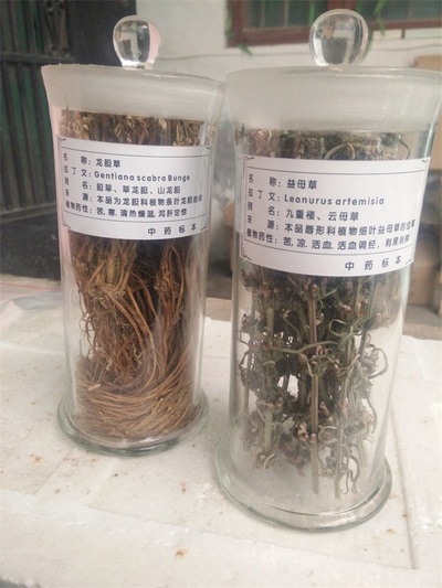 教学生药标本
