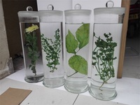 中药浸制标本