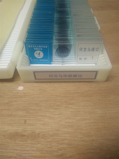 中草药标本/何首乌块根横切