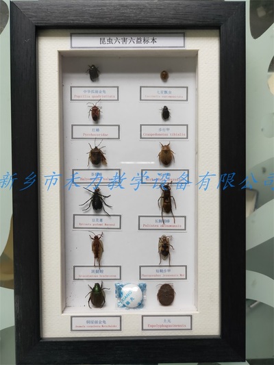 昆虫标本六害六益