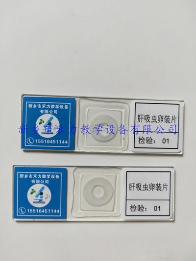 寄生虫玻片标本   肝吸虫卵装片