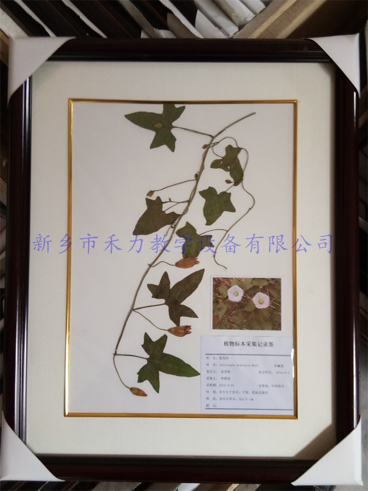 杂草标本  植物标本  打碗花