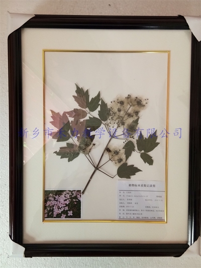 药用植物标本  铁线莲标本展示