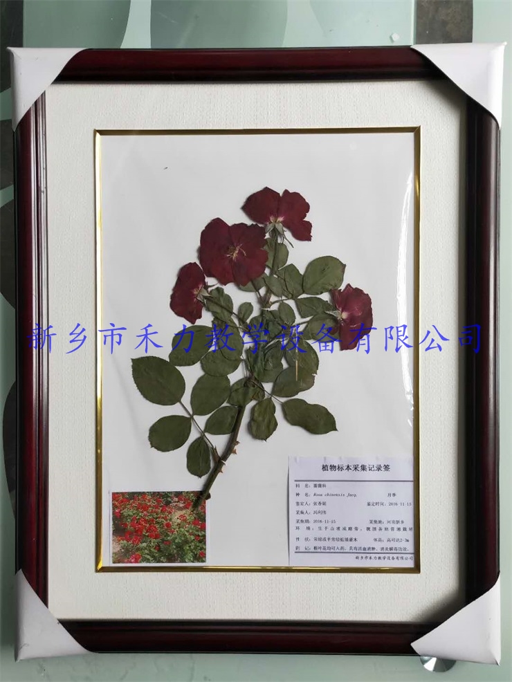 植物腊叶标本-月季