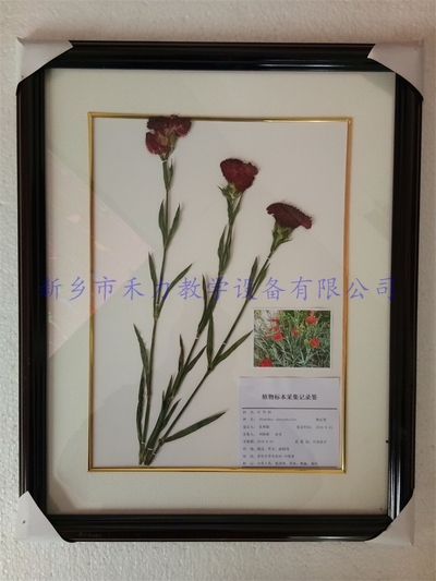 花卉标本  植物标本  香石竹标本