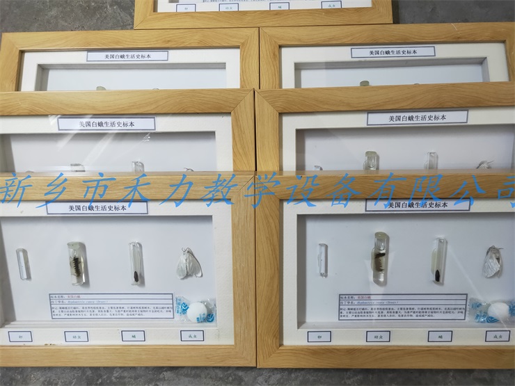 农业害虫标本-美国白蛾生活史标本