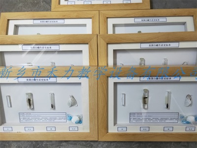 农业害虫标本-美国白蛾生活史标本