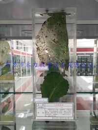 白菜黑斑病保色浸制标本植物病害浸泡标本