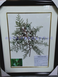植物中药标本  侧柏实物标本