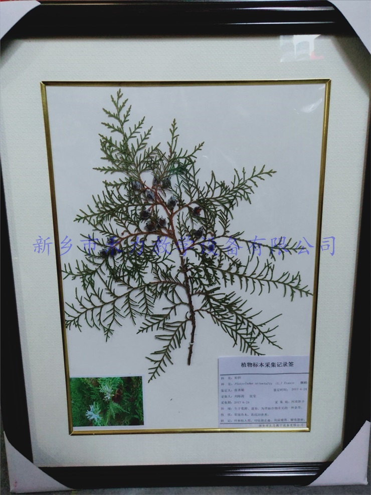 植物中药标本  侧柏实物标本