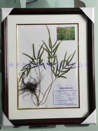 中药腊叶标本   凤尾草