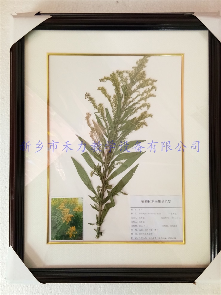 植物标本 一枝黄花标本