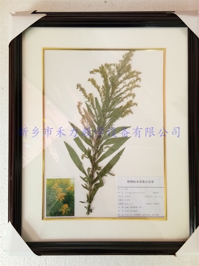植物标本 一枝黄花标本