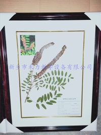 植物标本   园林标本 紫穗槐标本