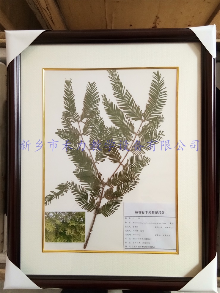 植物标本-水杉标本