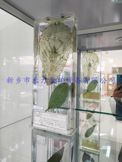 白菜病毒病瓶装浸制标本