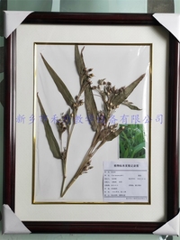 农作物腊叶标本  薏米  薏苡仁