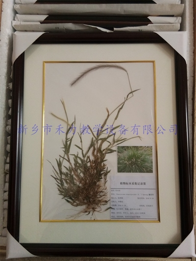 杂草标本  狼尾草标本