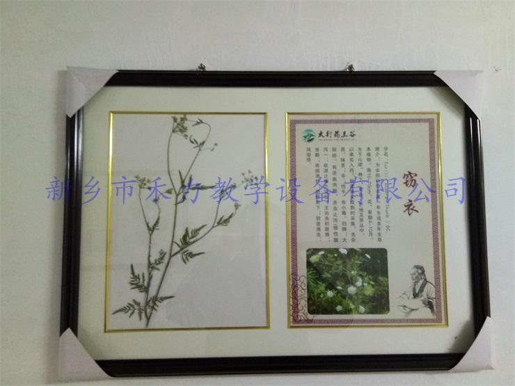 植物标本加工定制